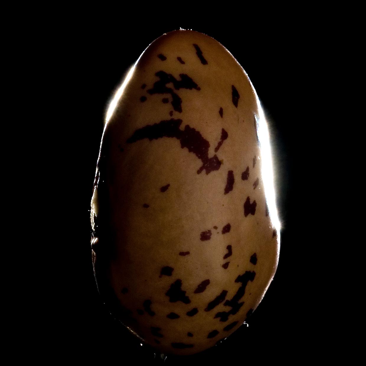 Beanblock<sup>®</sup> into action