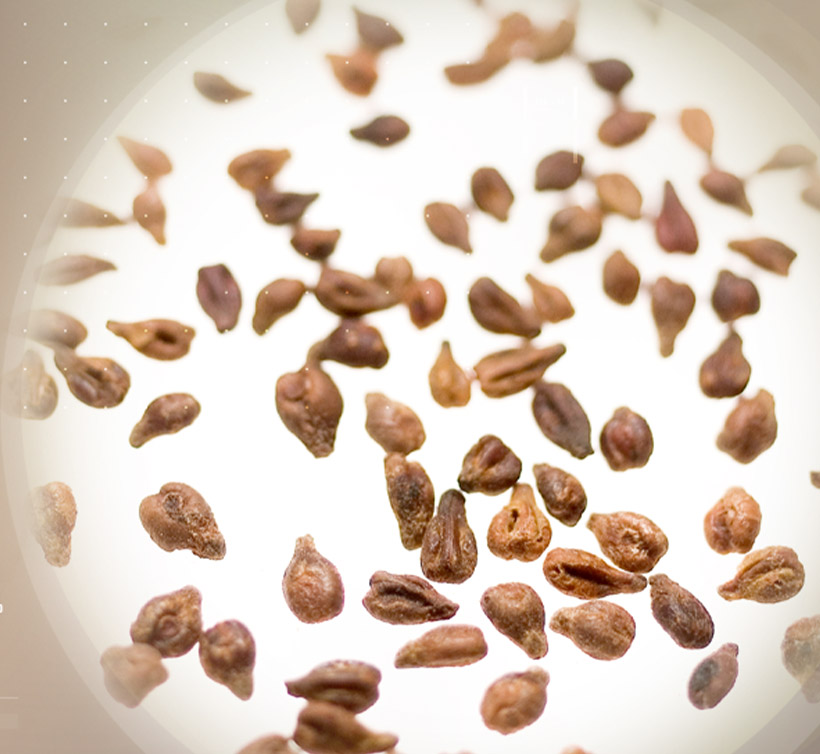 エノビータ<sup><sup>®</sup></sup>