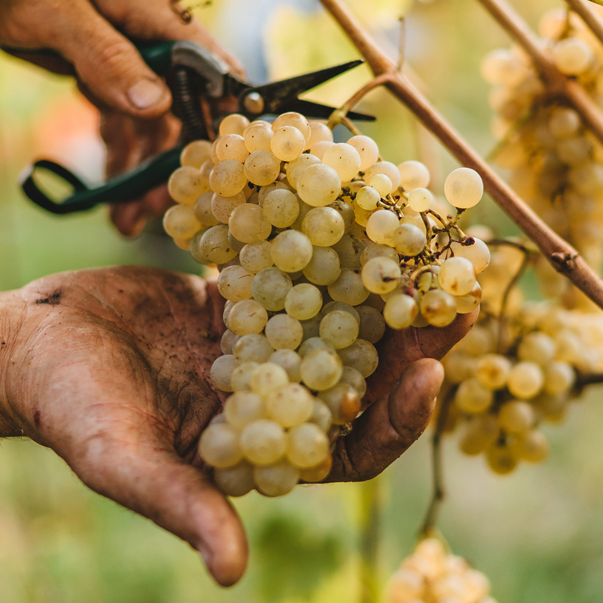 We’ve set the absolute advantage	