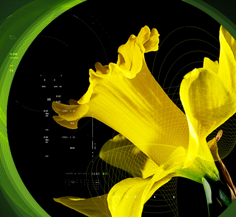 Galanthamine bromidrate