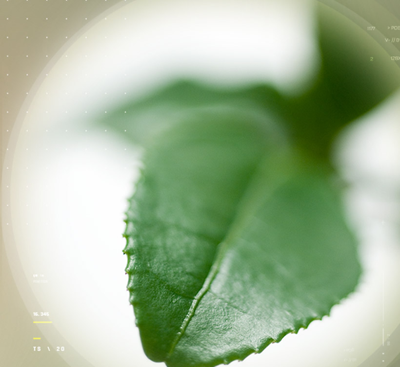 Greenselect<sup>®</sup> Phytosome<sup>®</sup>