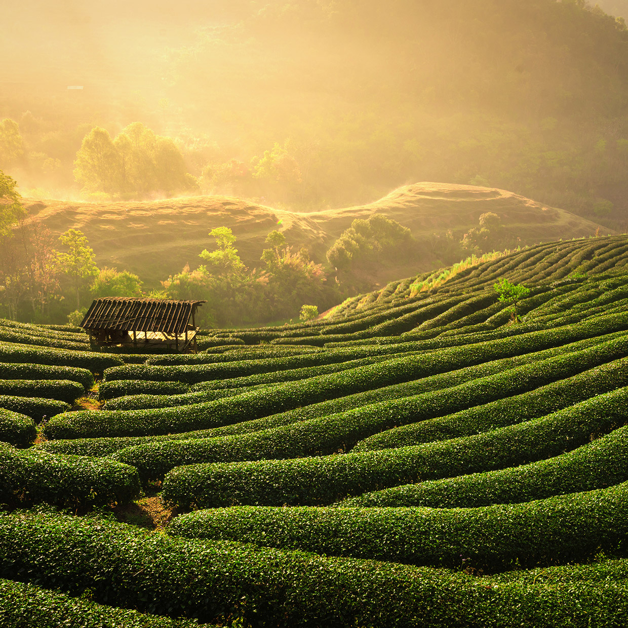 We’ve set the absolute advantage	