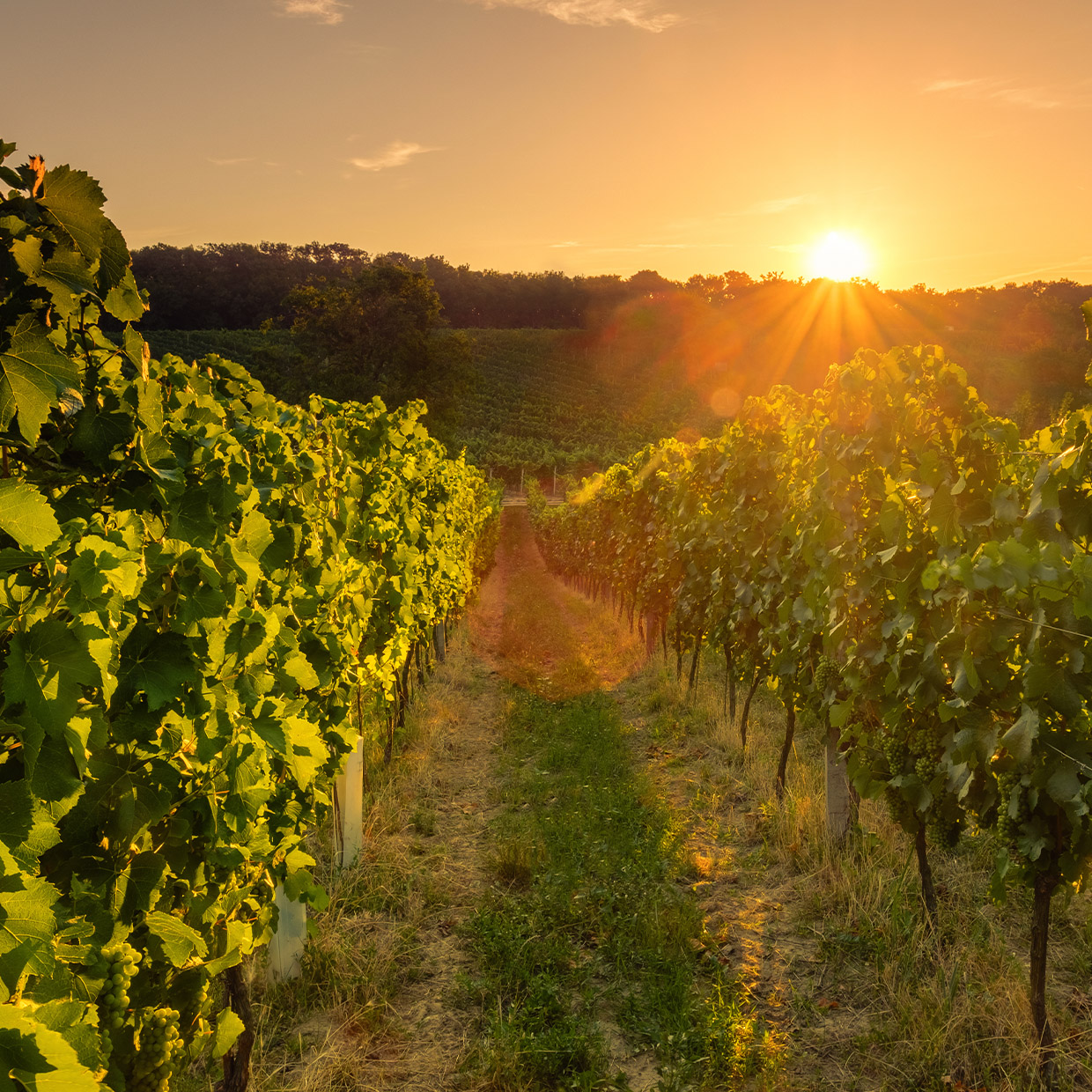 We’ve set the absolute advantage	