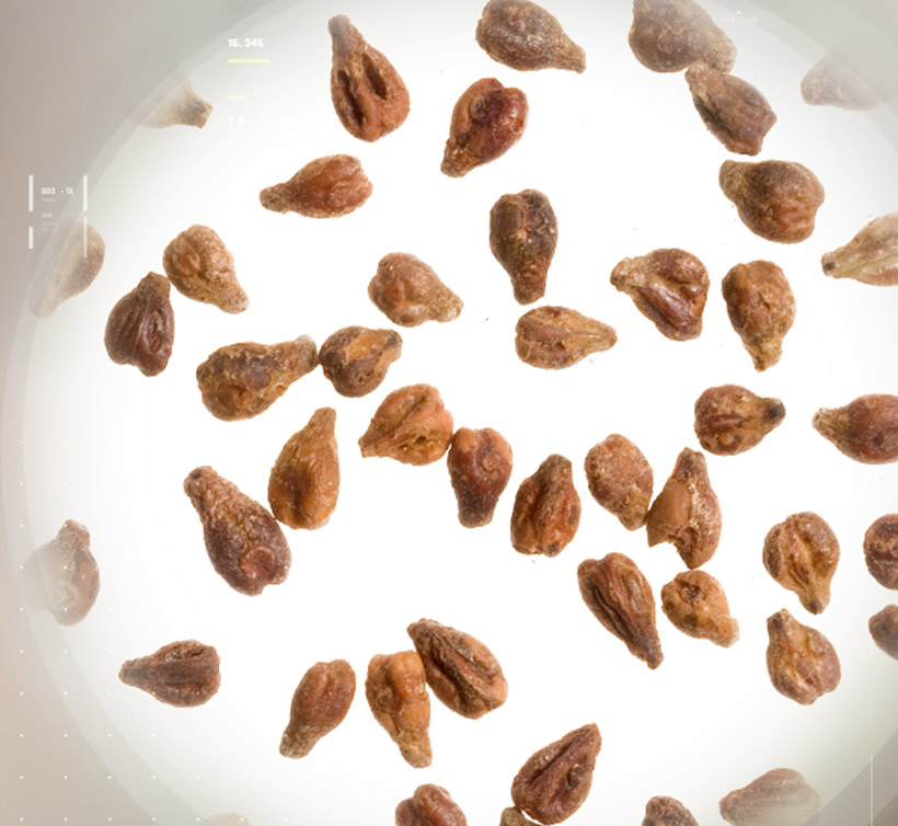 Leucoselect<sup>®</sup> Phytosome<sup>®</sup>