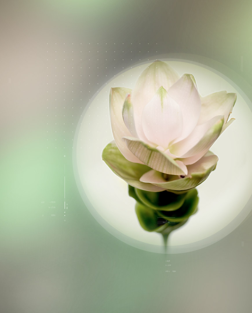 Meriva<sup>®</sup> Meriva<sup>®</sup> – 姜黄提取物