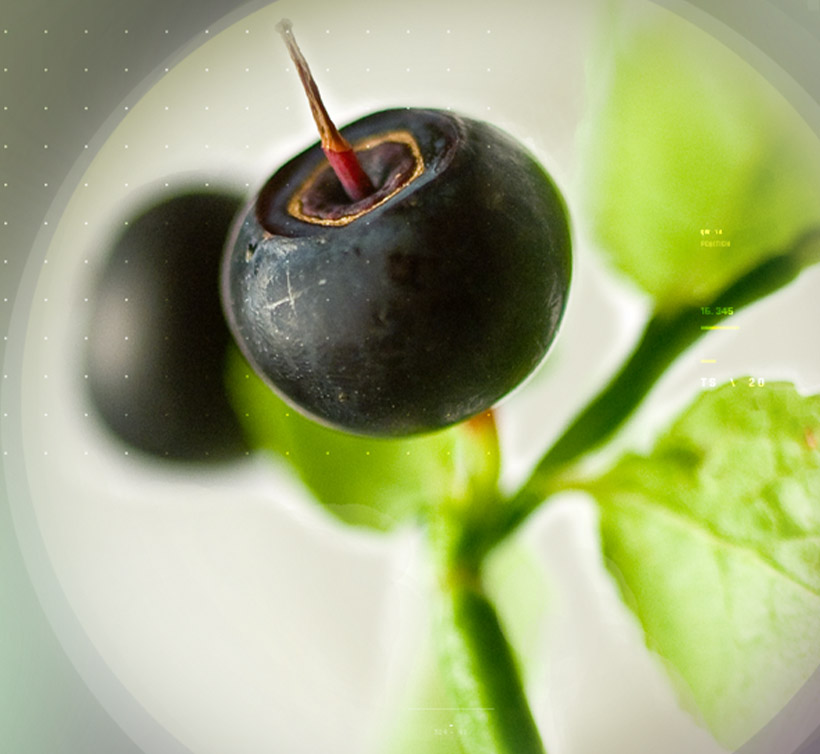 Mirtoselect<sup>®</sup>