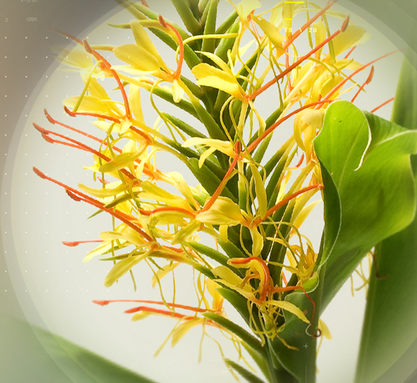 DISCOVER MORE ON MITIDOL<sup>®</sup>