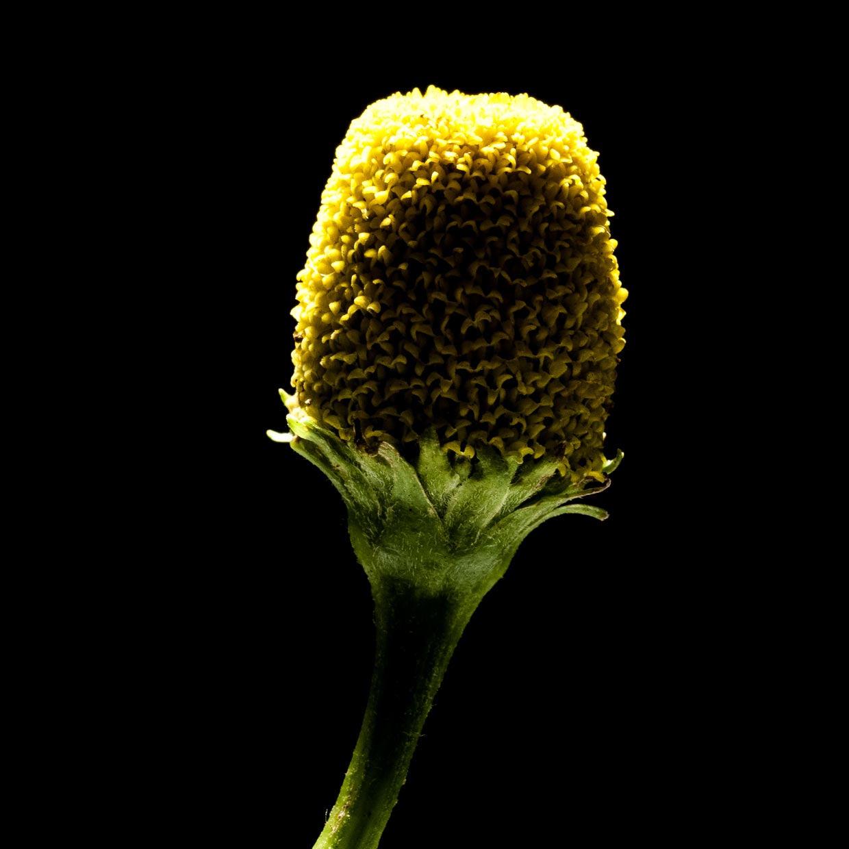 Mitidol<sup>®</sup> into action