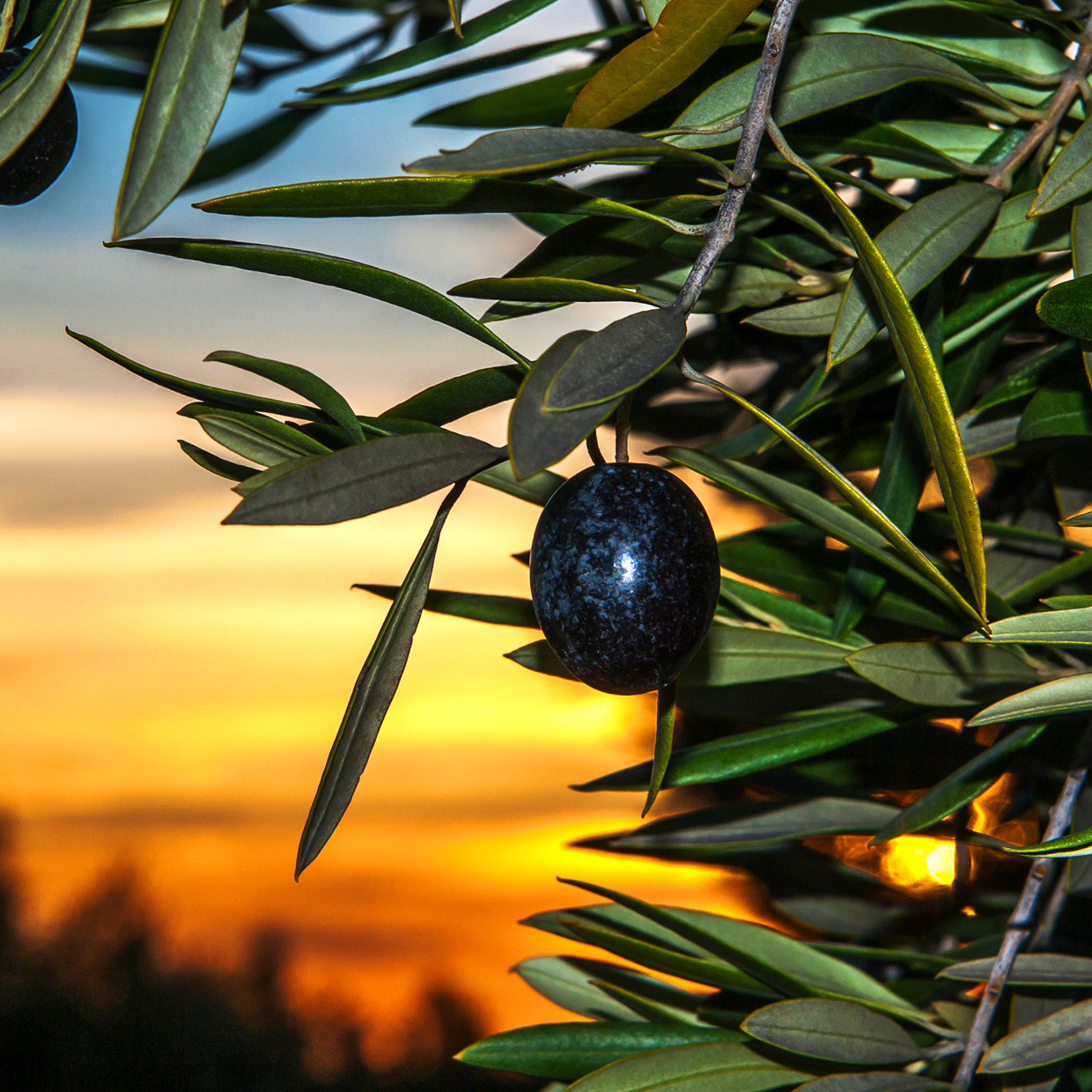 We’ve set the absolute advantage	