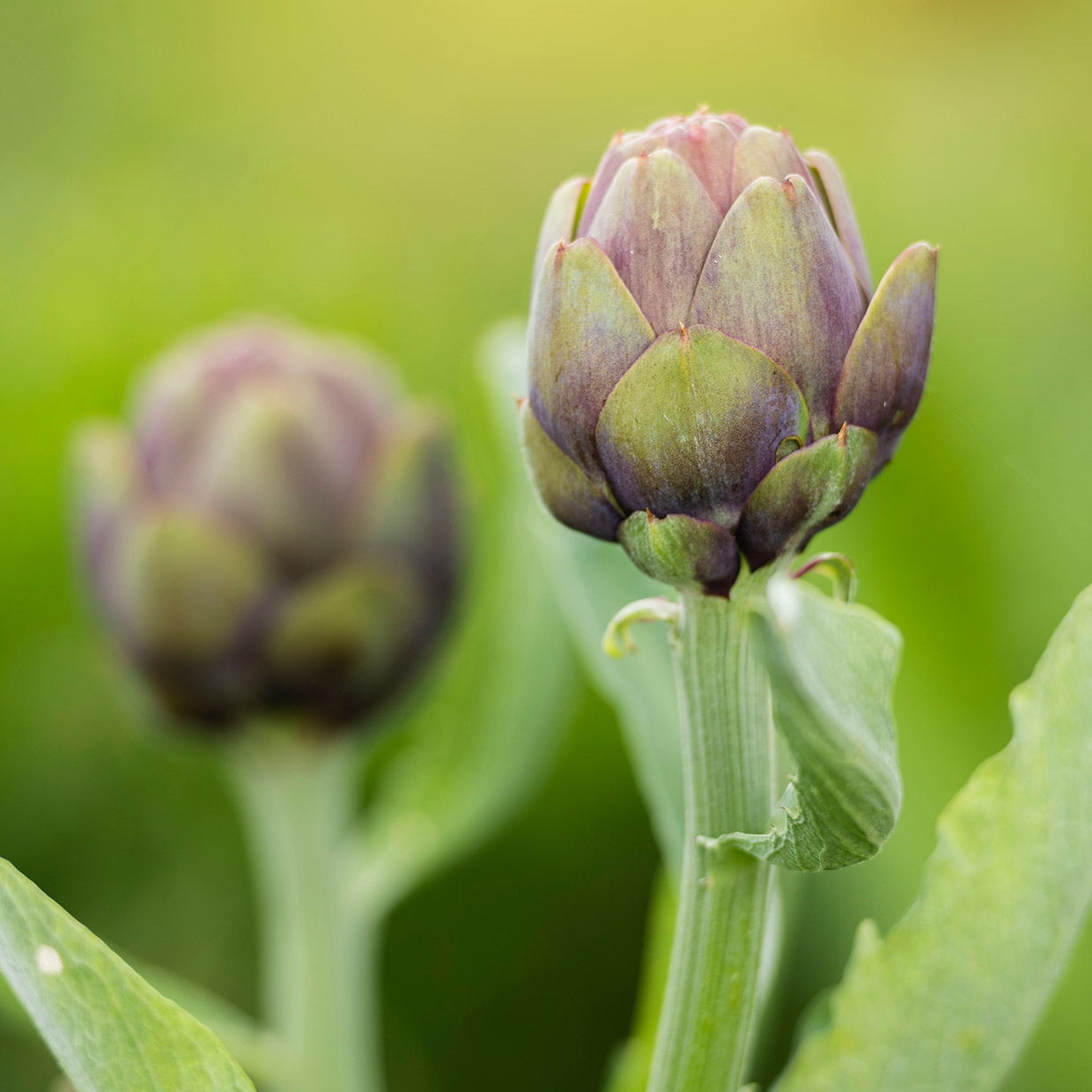 We’ve set the absolute advantage	