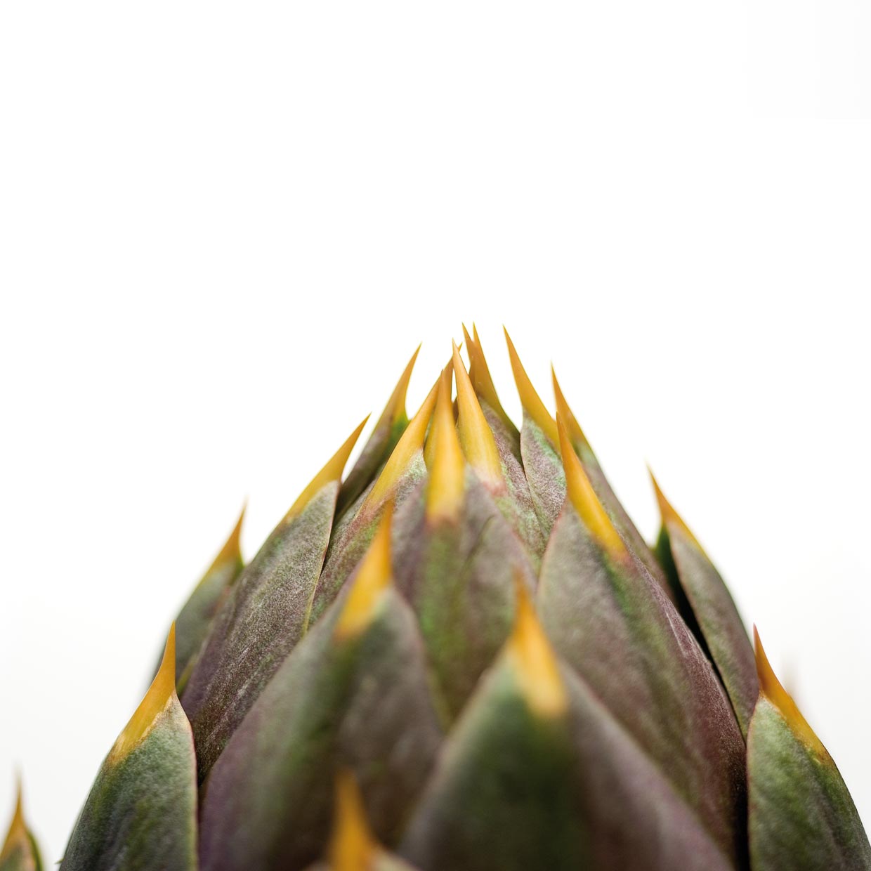 Prodigest<sup>®</sup>  Into action