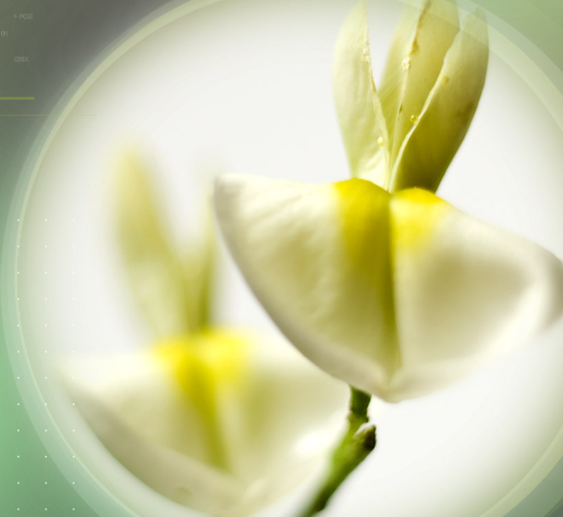 Quercefit<sup>®</sup>