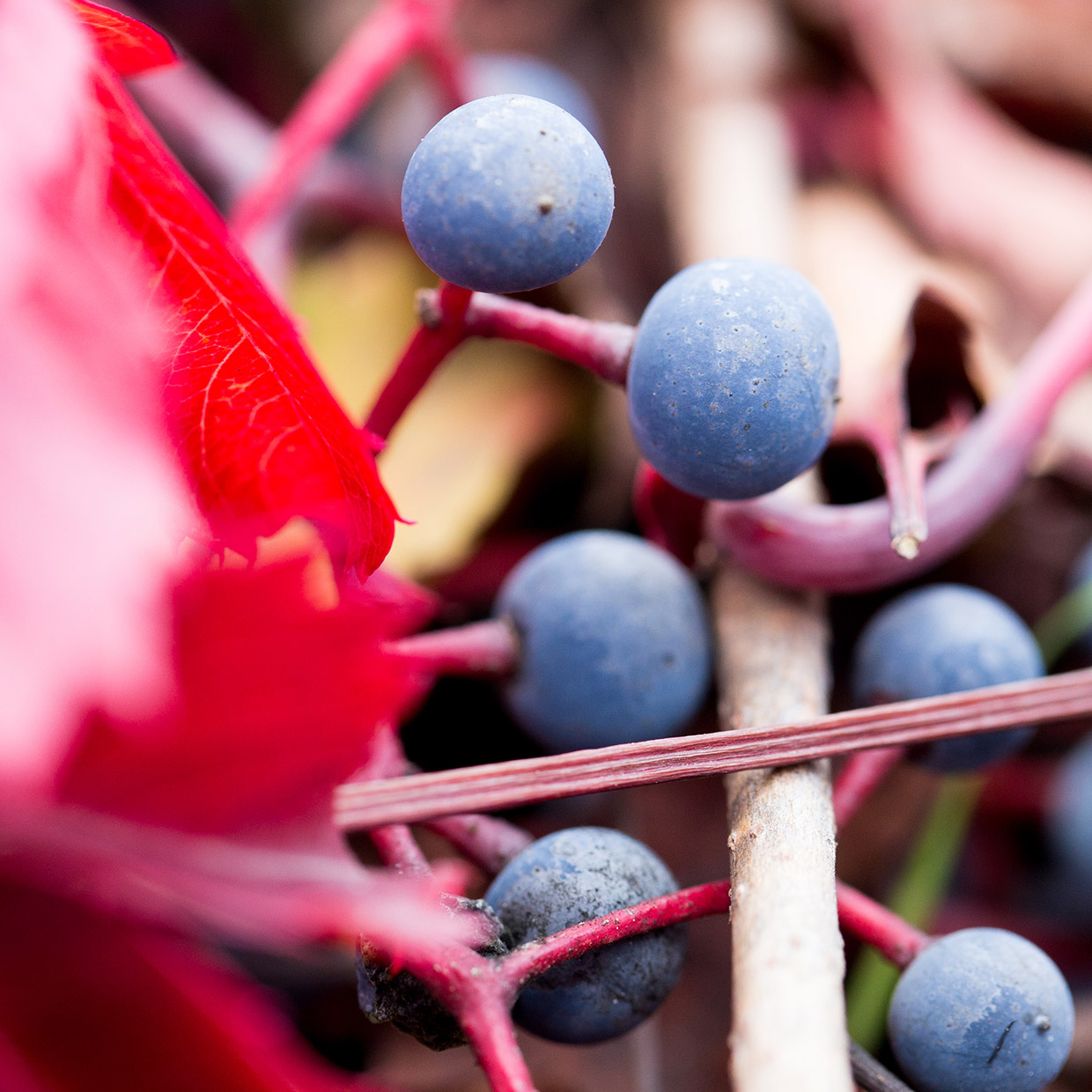 We’ve set the absolute advantage	