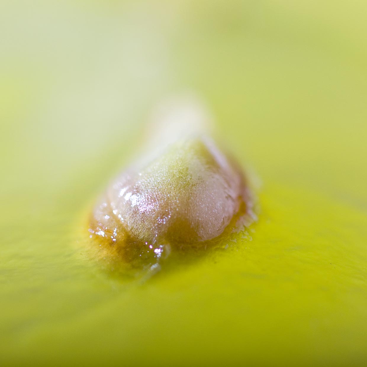 Red Vine Leaf into action