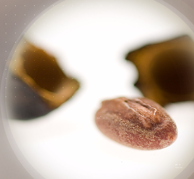 Sabalselect<sup>®</sup>