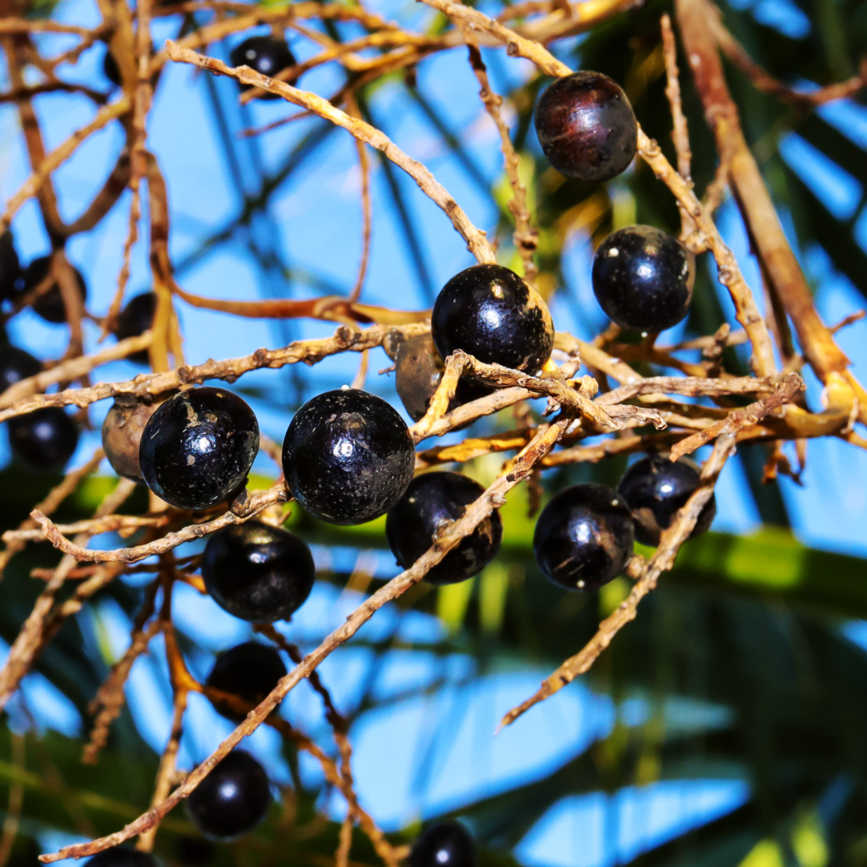 We’ve set the absolute advantage	