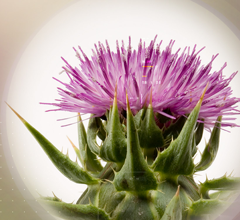 Siliphos<sup>®</sup>