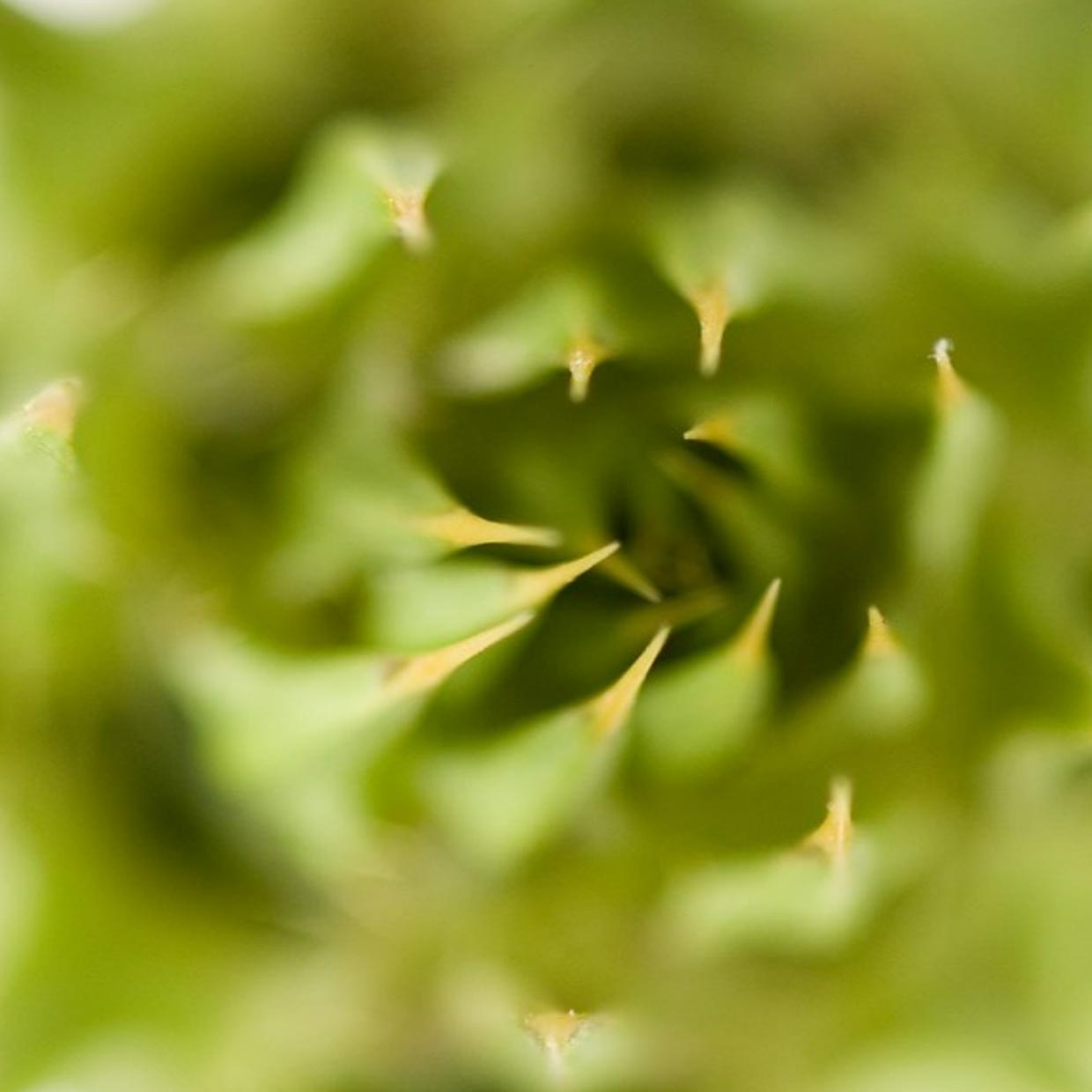 Siliphos<sup>®</sup> into action