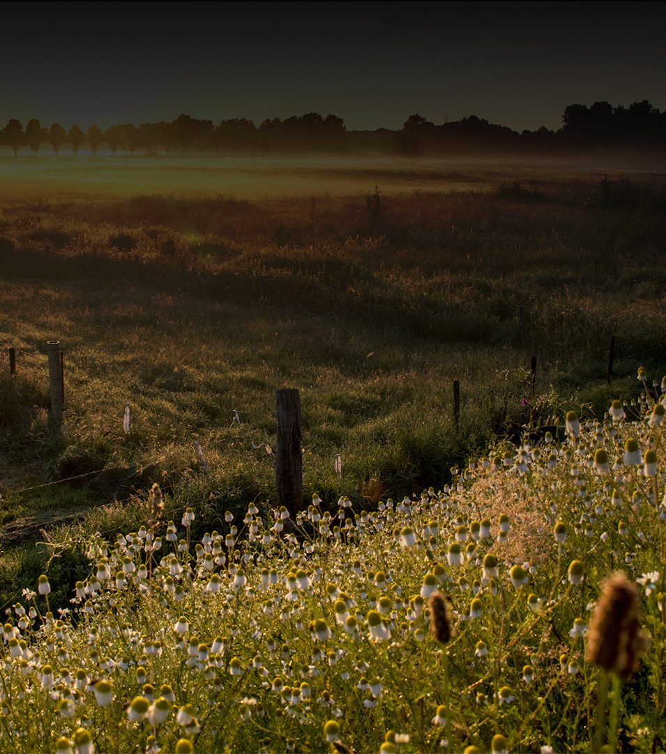 Valeroselect<sup>®</sup>