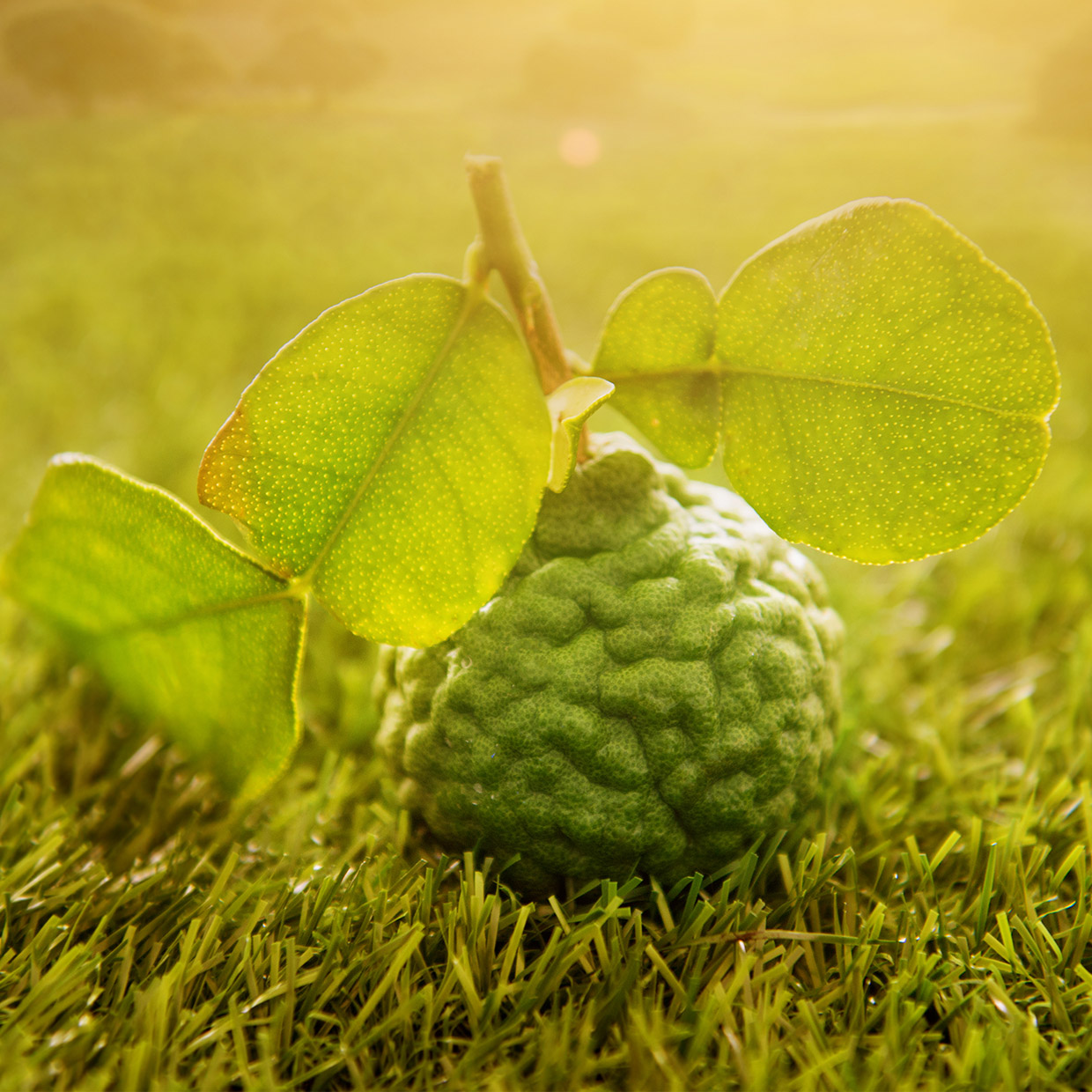 We’ve set the absolute advantage	