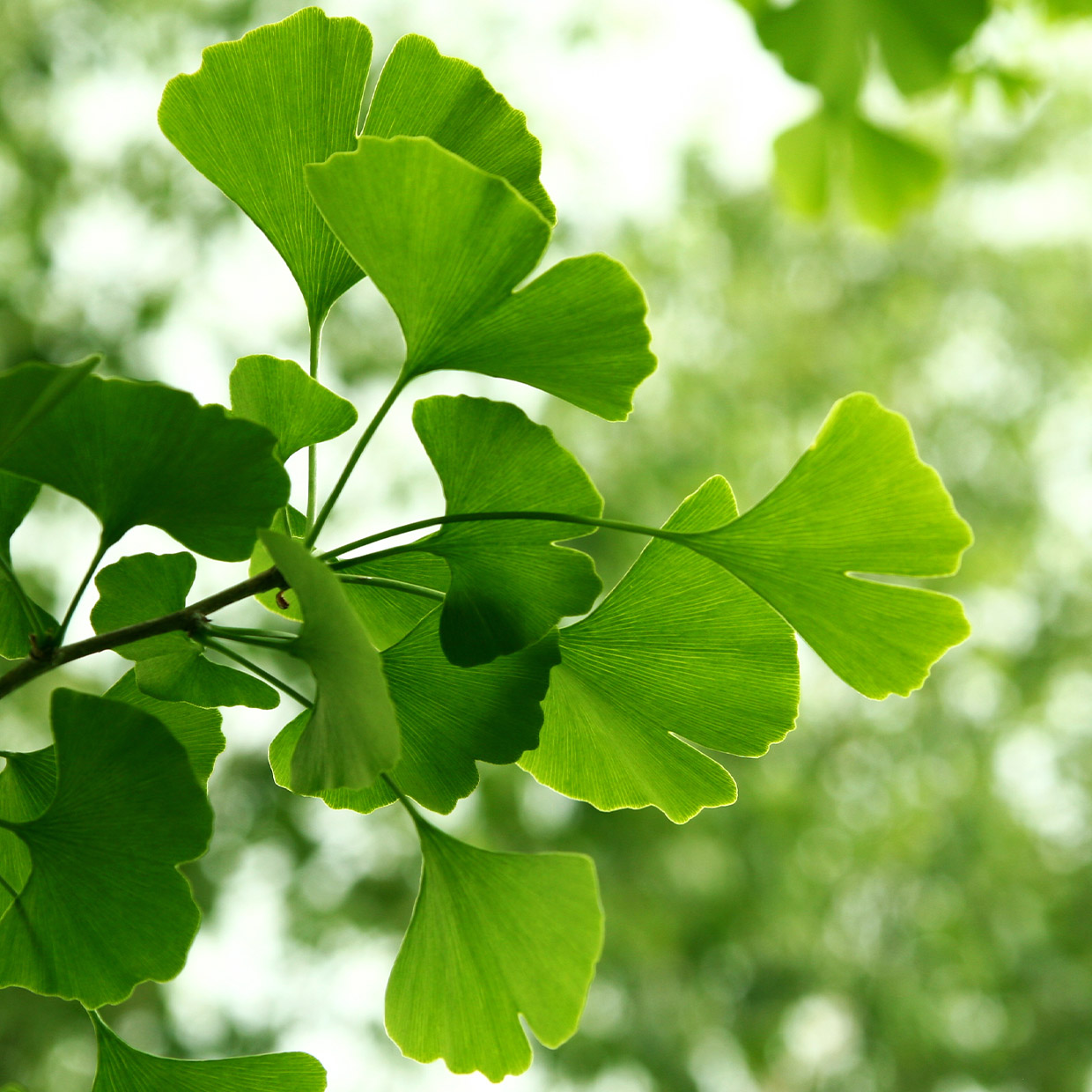 We’ve set the absolute advantage	