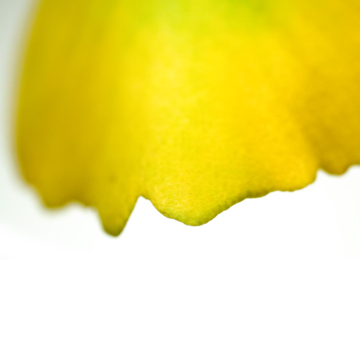 Virtiva<sup>®</sup> Plus into action