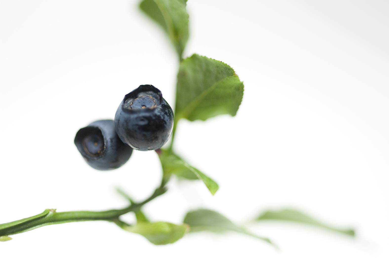 姜黄和越橘：两种具有眼部保健作用的天然植物