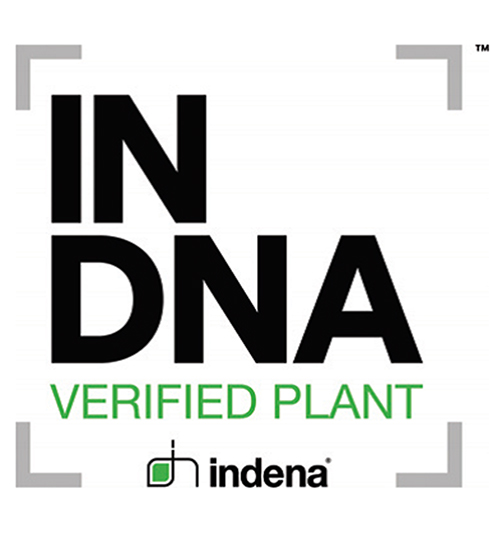 市场上充斥着许多掺假的植物源性产品，因此“能够保障自身产品的质量安全”在这个领域中极具优势。从植物培养到成品生产的每个环节，Indena 竭力确保提取物成为的可靠性和一致性。 植物源性产品生产过程中的第一个质控步骤是正确识别使用的植物。目前，我们实施了 2 项强制性检测：植物学鉴定（肉眼和显微镜）和化学鉴定（表征次级代谢产物的分析“指纹”技术）。 以欧洲药典总论“草药”和美国药典关于“植物药来源物品鉴定”的通则（全世界公认的重要指南）为基准。 大多数植物可通过肉眼和显微镜分析明确鉴定。然而，某些情况下，有必要借助 DNA 鉴定法，以便精确确定植物物种或品种。 可以说，根据基因组信息验证植物源性产品的真实性是最有效的方法之一。