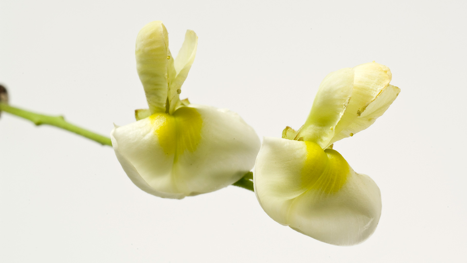 Quercefit™：可有效改善过敏时的呼吸道健康