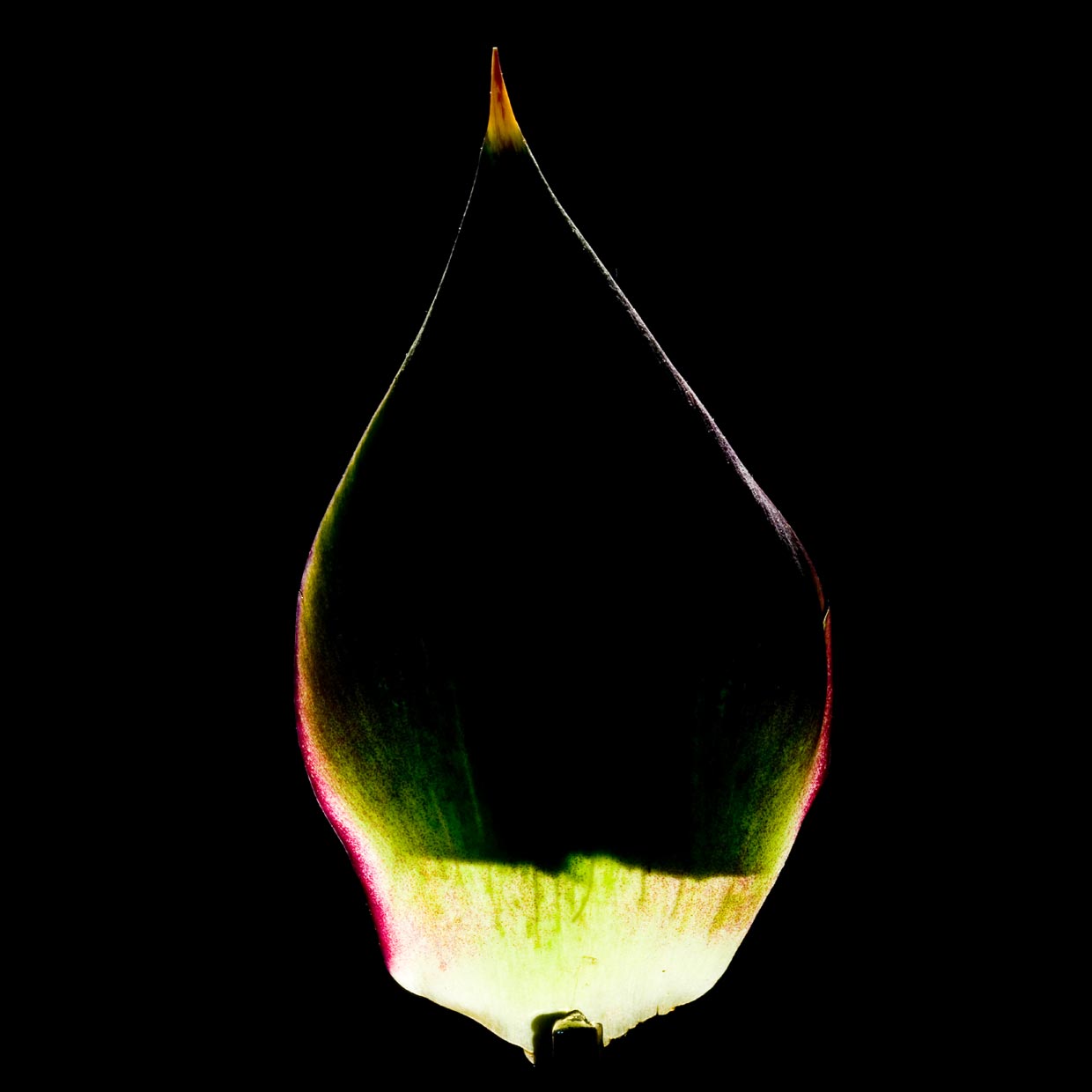 Bilear<sup>®</sup> into action