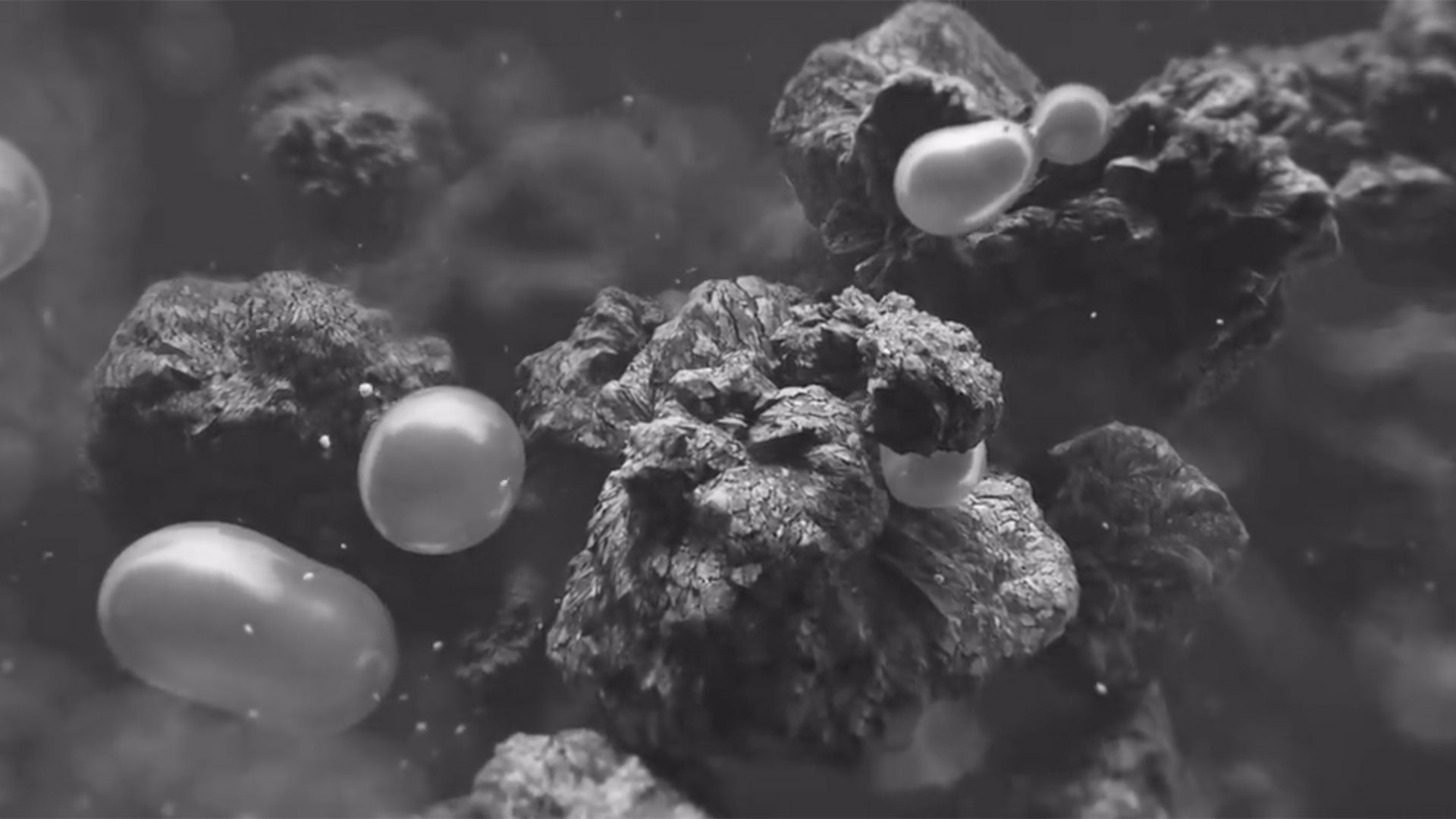 cover-video-phytosome-lg