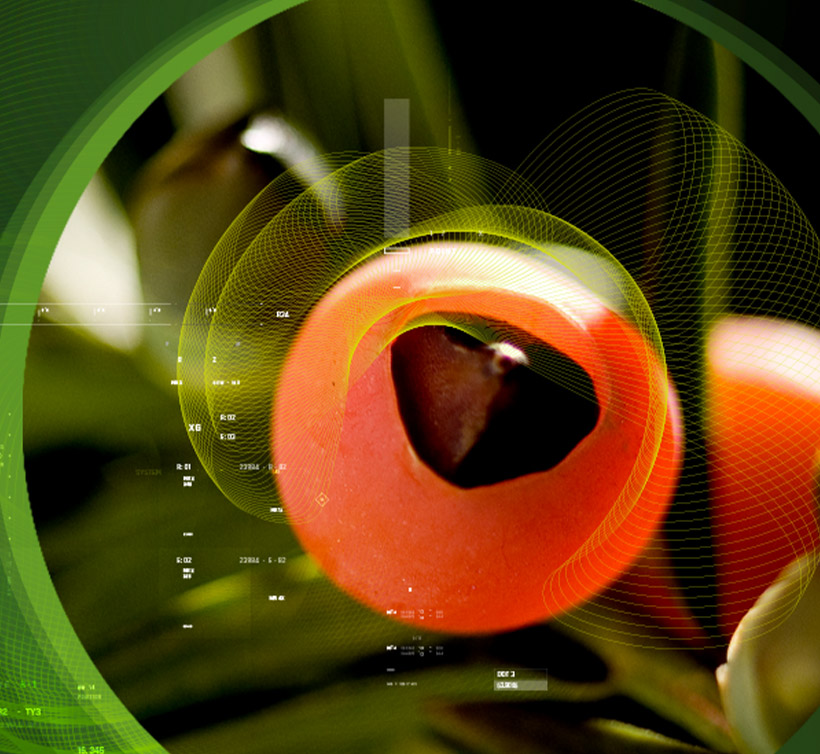 10-Deacetylbaccatin III