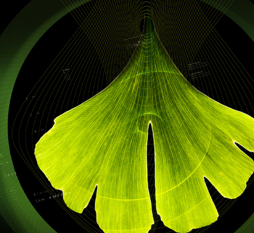 Ginkgo biloba EUR. PH.