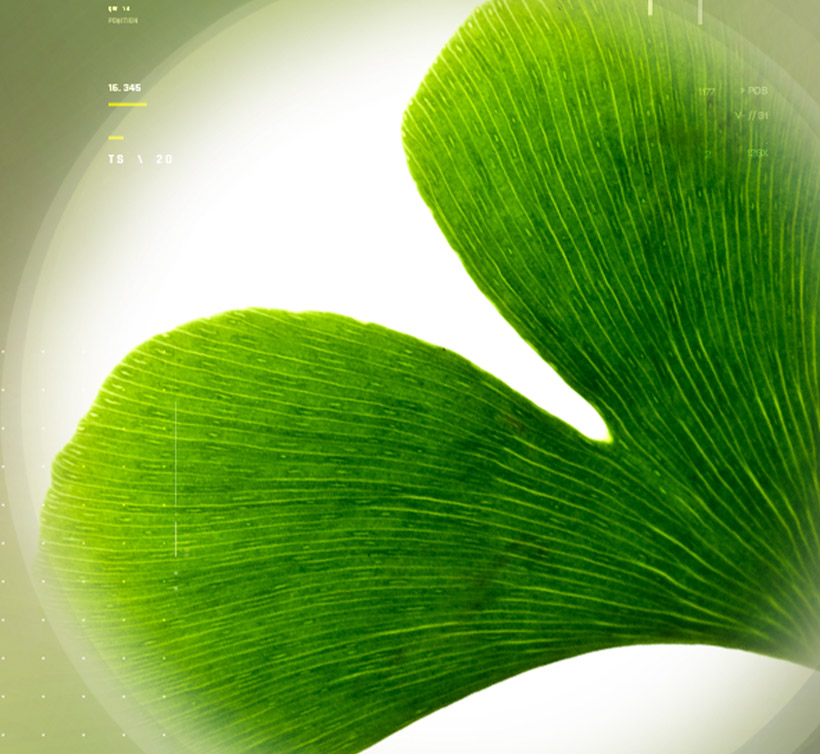 Ginkgoselect<sup>®</sup>