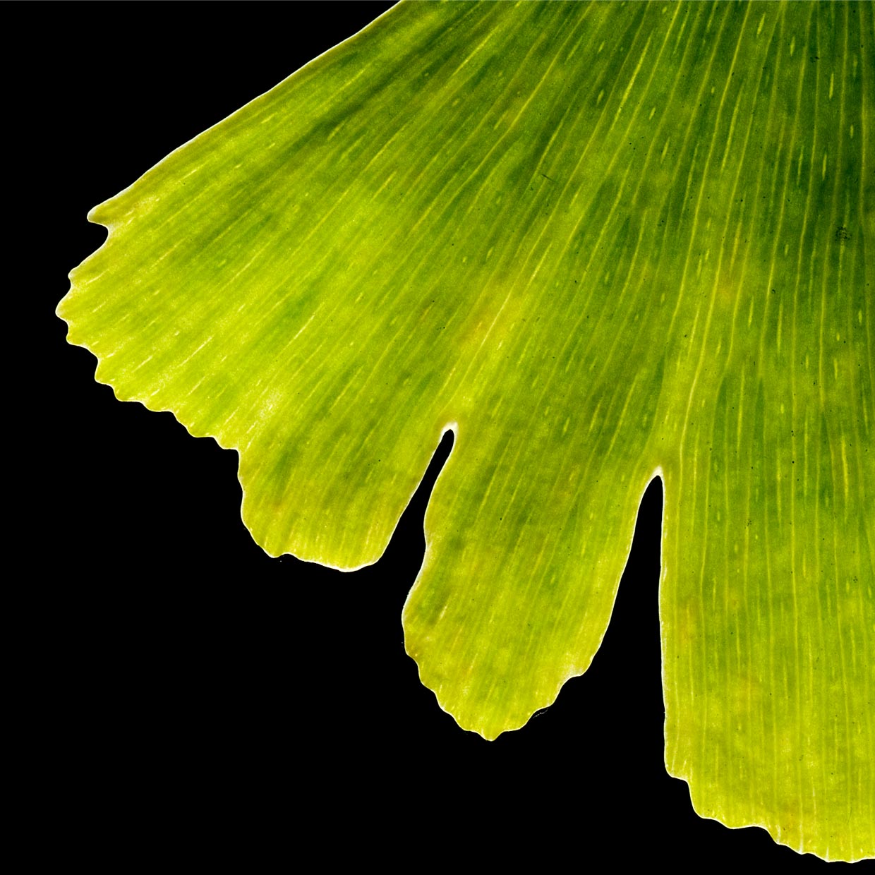 Ginkoselect<sup>®</sup> into action