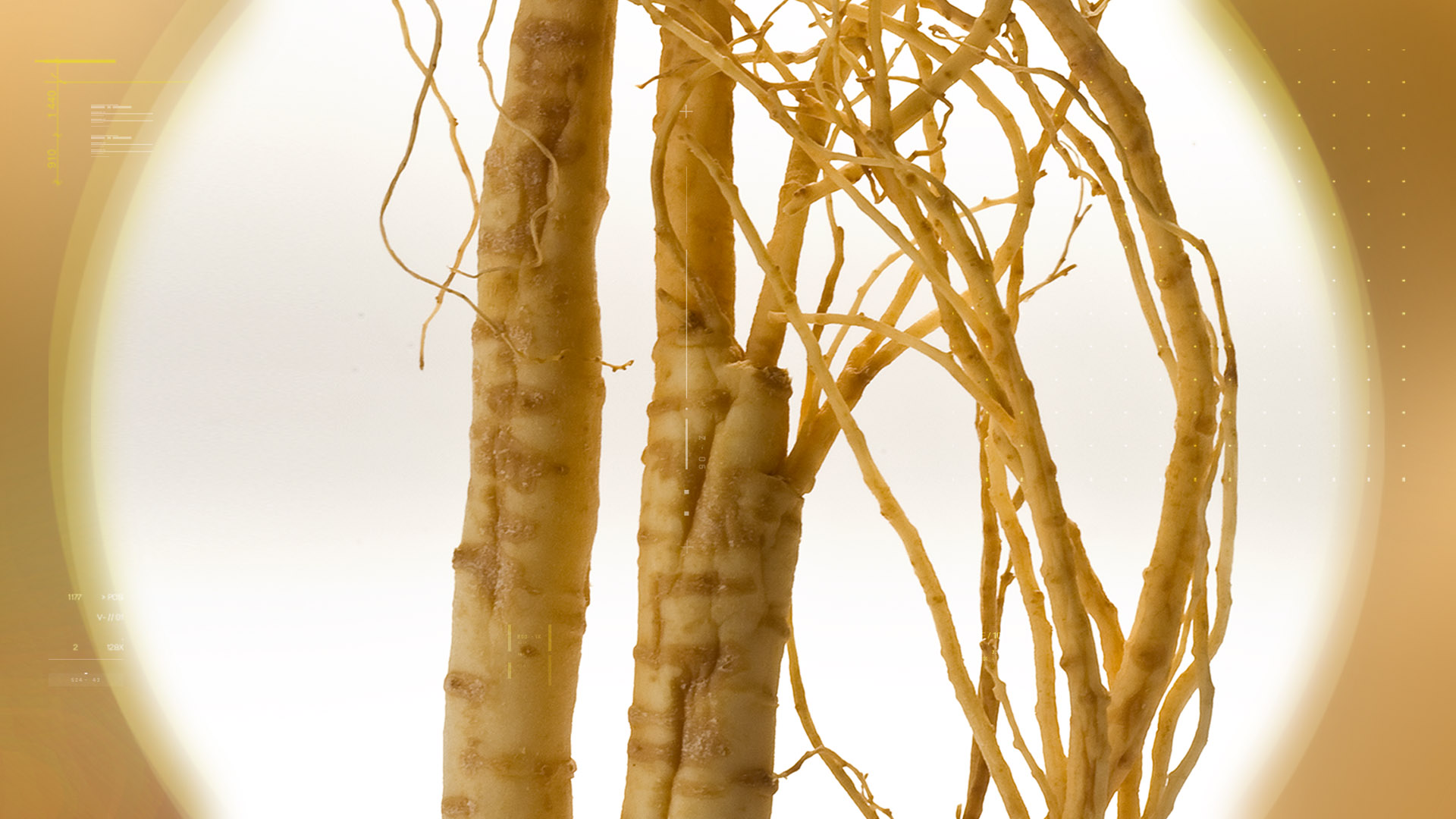 Ginseng 10%