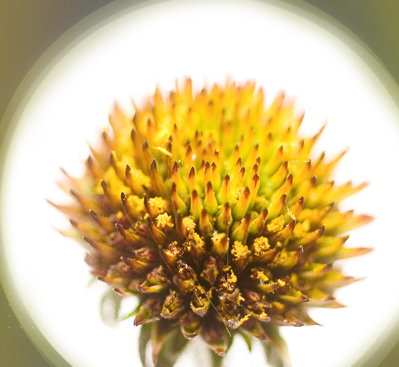 イムノセレクト<sup>®</sup>　(エキナセア)