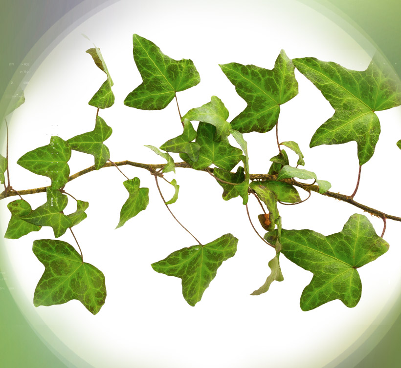 アイビー ドライ 10%