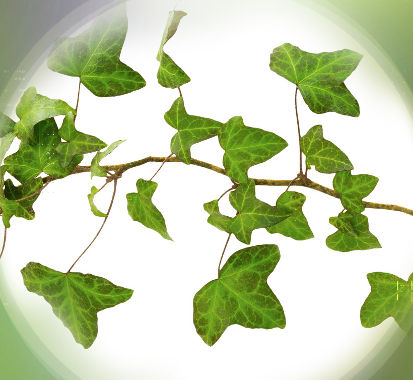 アイビー ドライ 5%