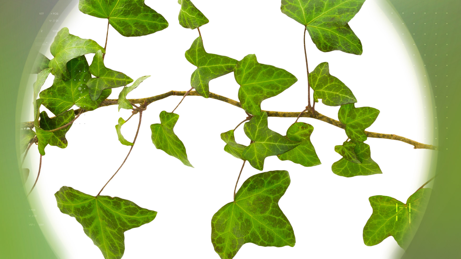 アイビー ドライ 5%