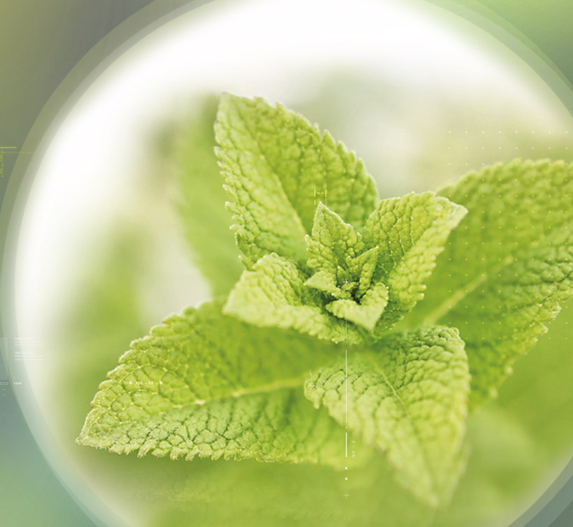Lemon Balm