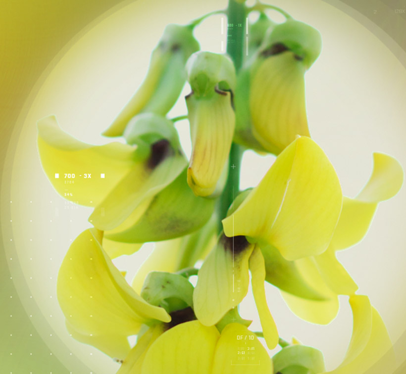 Lymphaselect<sup>®</sup>