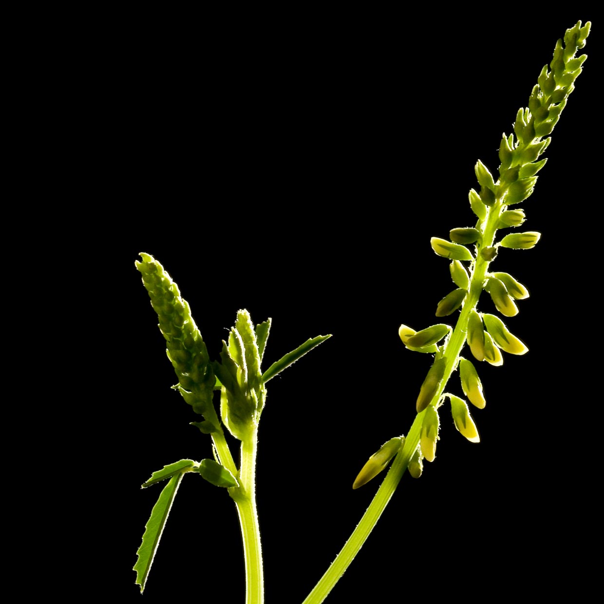 Lymphaselect<sup>®</sup> into action