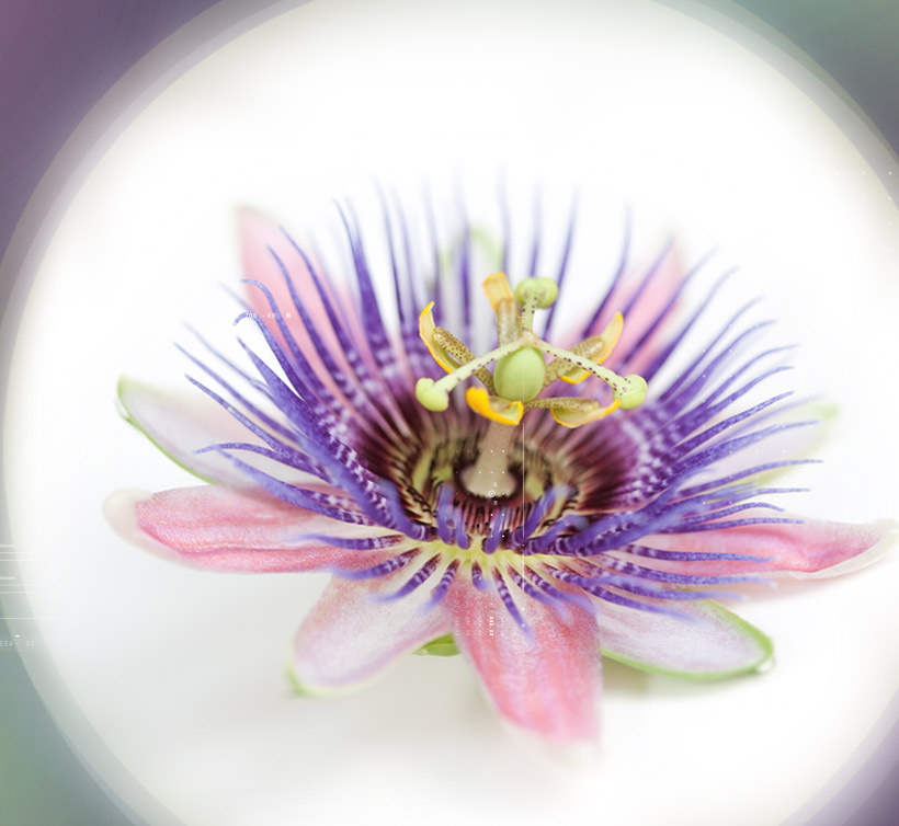 Passion Flower 2%