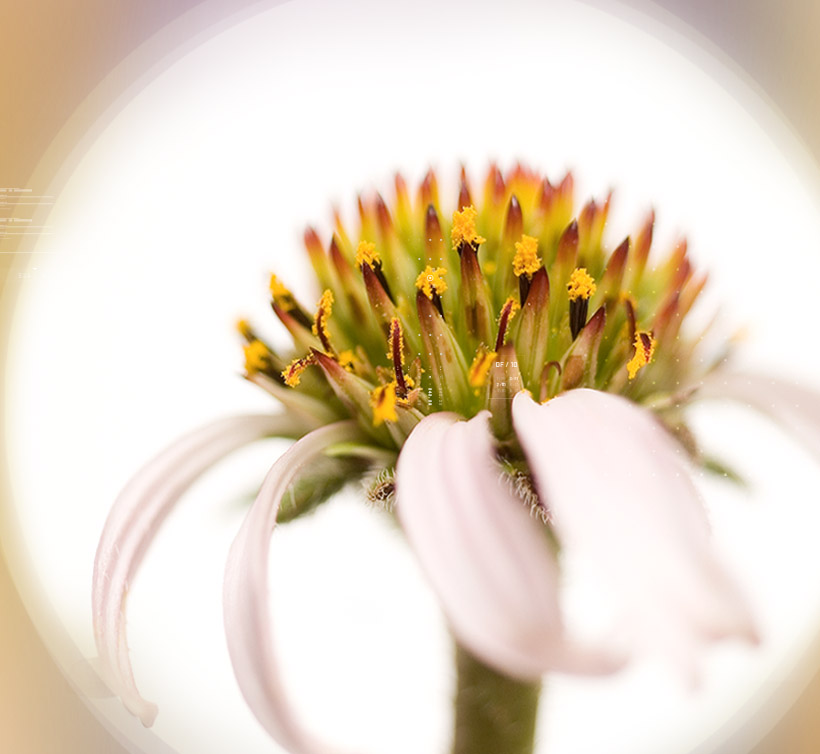 Polinacea<sup>®</sup>