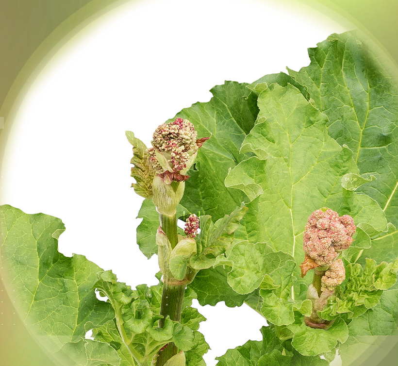 Rhubarb 10%