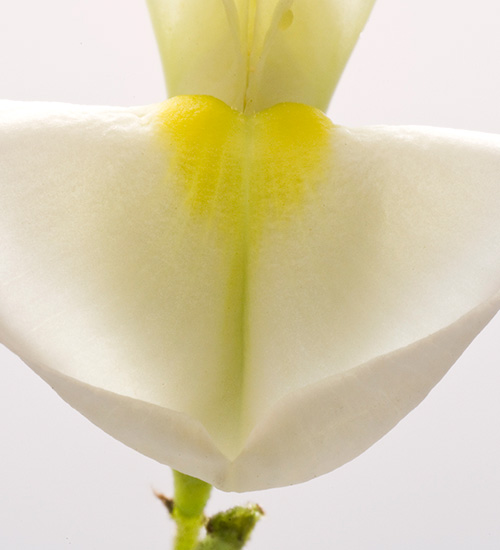 Quercefit™：可有效改善过敏时的呼吸道健康