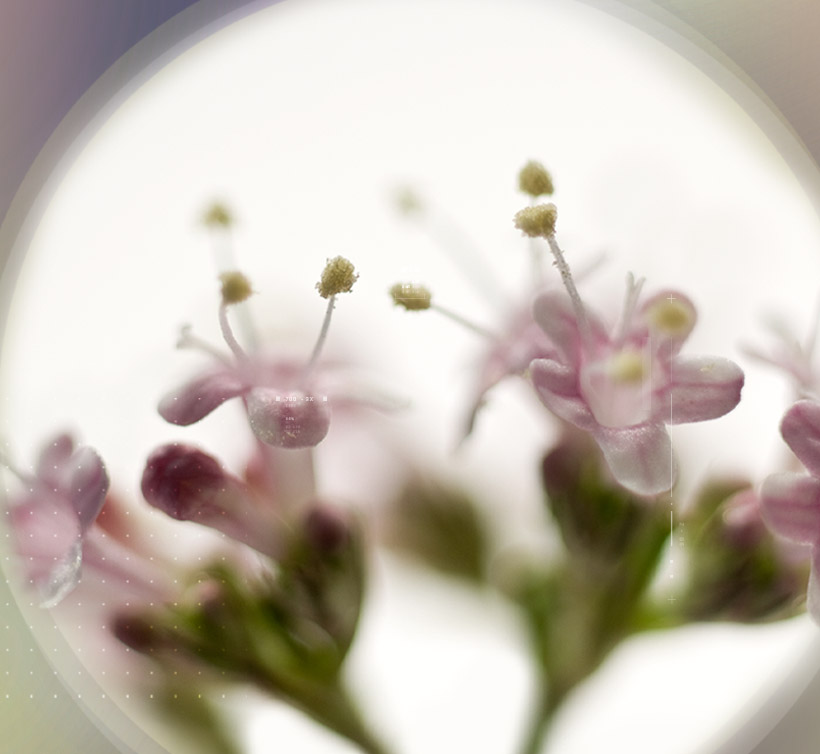 Valeroselect<sup>®</sup>