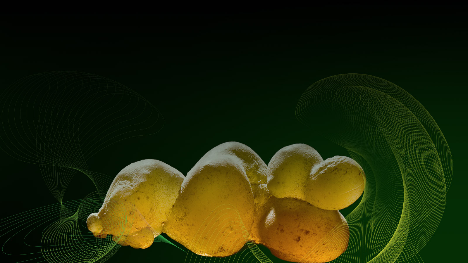 sust-sp-boswellia-lg