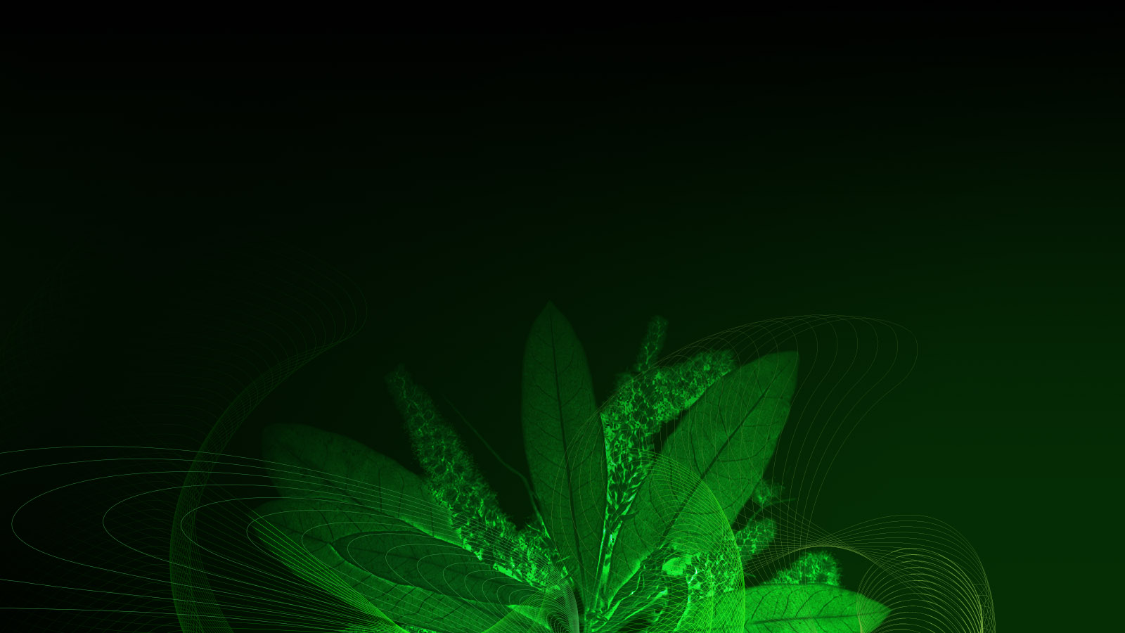 sust-sp-terminalia-lg